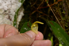 Pleurothallis ruberrima