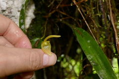 Pleurothallis ruberrima