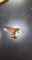 Sphecius speciosus