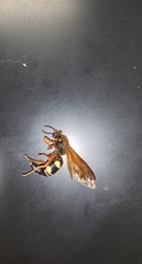 Sphecius speciosus