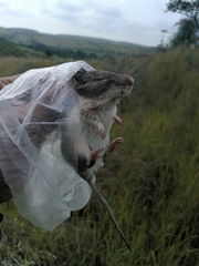 Heteromys irroratus