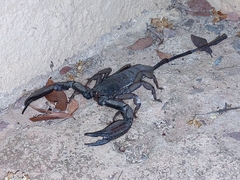 Hadogenes troglodytes