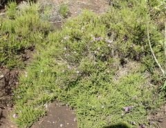 Jamesbrittenia tenuifolia