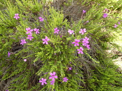 Jamesbrittenia tenuifolia