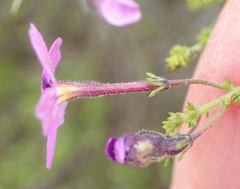 Jamesbrittenia tenuifolia