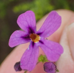 Jamesbrittenia tenuifolia