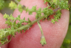 Jamesbrittenia tenuifolia