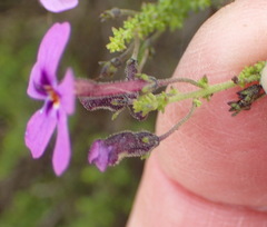 Jamesbrittenia tenuifolia