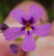 Jamesbrittenia tenuifolia