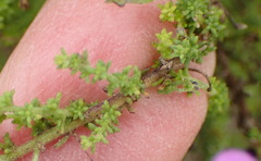 Jamesbrittenia tenuifolia