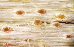 Cryptodiscus pallidus