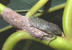 Aetalion