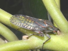 Aetalion