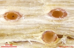 Cryptodiscus pallidus