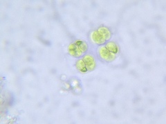 Eucapsis alpina