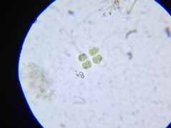 Eucapsis alpina