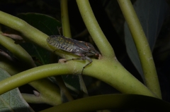 Aetalion