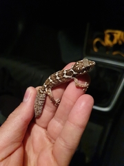 Pachydactylus barnardi