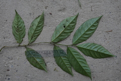 Passifloraceae