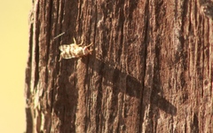 Pseudotephritina
