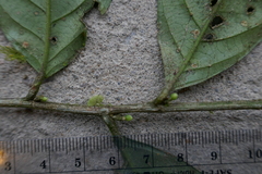 Passifloraceae