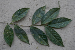 Passifloraceae