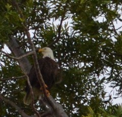 Haliaeetus leucocephalus leucocephalus