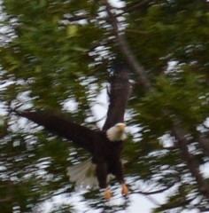 Haliaeetus leucocephalus leucocephalus