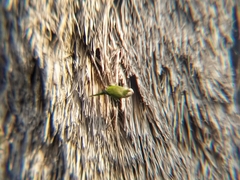 Myiopsitta monachus