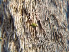 Myiopsitta monachus