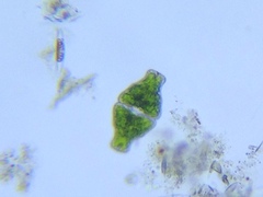 Euastrum ansatum