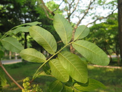 Cyclocarya paliurus