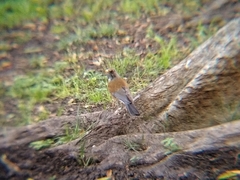 Turdus rufopalliatus