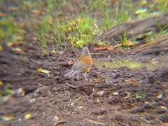 Turdus rufopalliatus