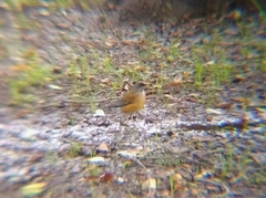 Turdus rufopalliatus