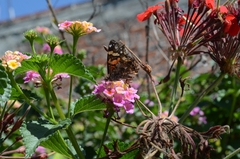 Vanessa annabella