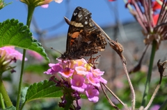 Vanessa annabella