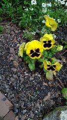 Viola × wittrockiana