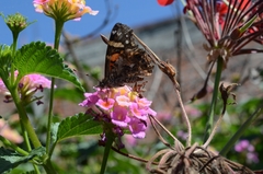 Vanessa annabella