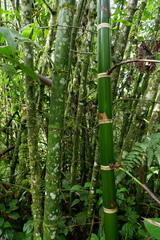 Guadua angustifolia