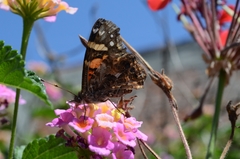 Vanessa annabella