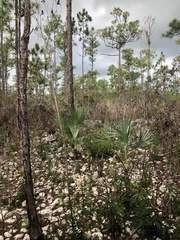 Pinus caribaea bahamensis