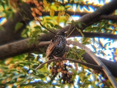 Sturnus vulgaris