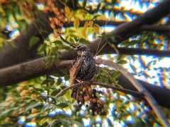 Sturnus vulgaris