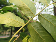 Cyclocarya paliurus