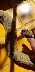 Crotalus molossus oaxacus