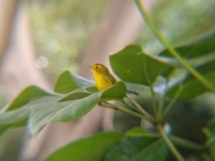 Cardellina pusilla