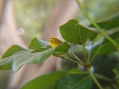 Cardellina pusilla