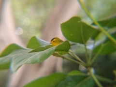 Cardellina pusilla