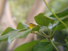 Cardellina pusilla